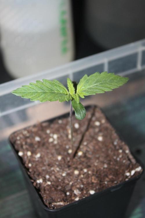 Frozen Black Cherry (Anesia Seeds). Week 1 - Day 7