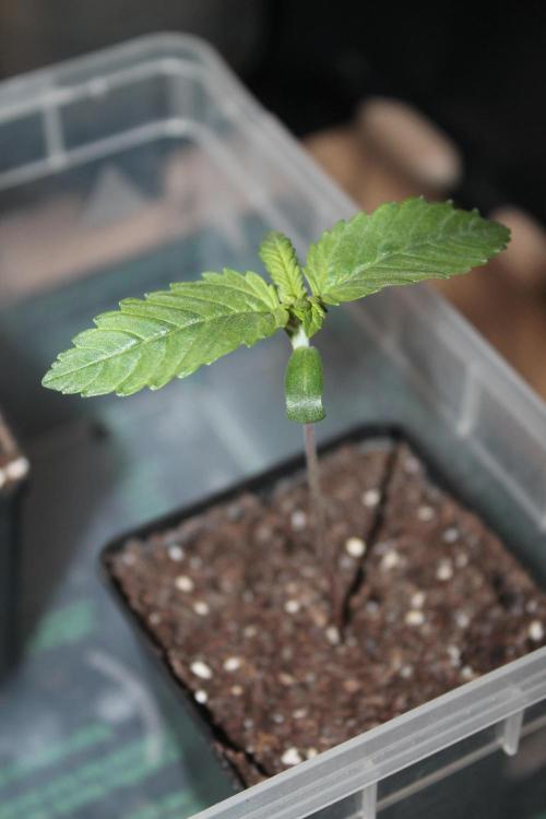 Frozen Black Cherry (Anesia Seeds). Week 1 - Day 7