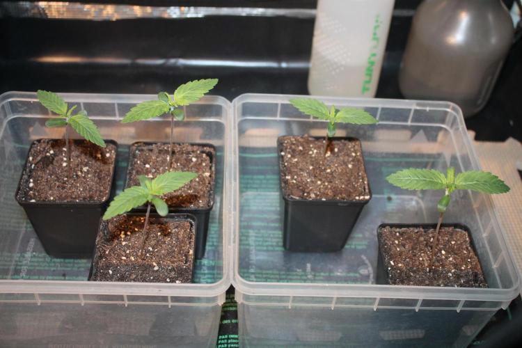 Frozen Black Cherry (Anesia Seeds). Week 1 - Day 7