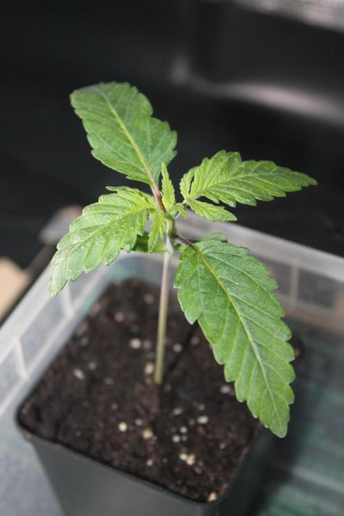 Frozen Black Cherry (Anesia Seeds). Week 2 - Day 11