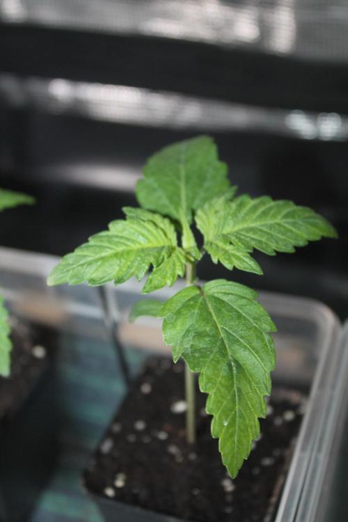 Frozen Black Cherry (Anesia Seeds). Week 2 - Day 11