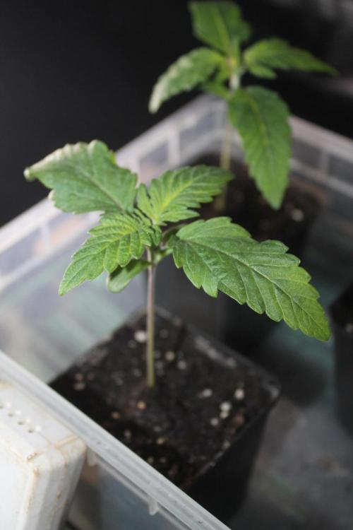 Frozen Black Cherry (Anesia Seeds). Week 2 - Day 11