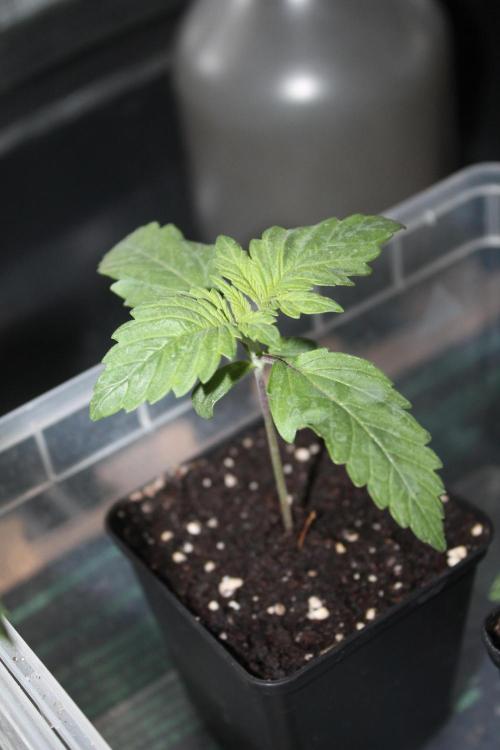 Frozen Black Cherry (Anesia Seeds). Week 2 - Day 11