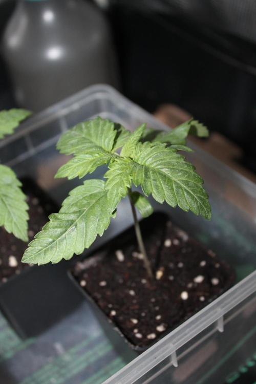 Frozen Black Cherry (Anesia Seeds). Week 2 - Day 11