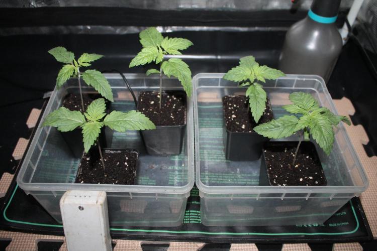 Frozen Black Cherry (Anesia Seeds). Week 2 - Day 11