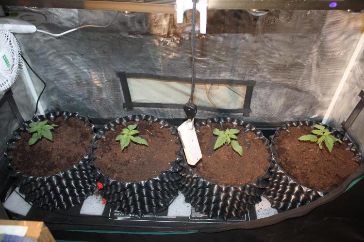 Frozen Black Cherry (Anesia Seeds). Week 2 - Day 14