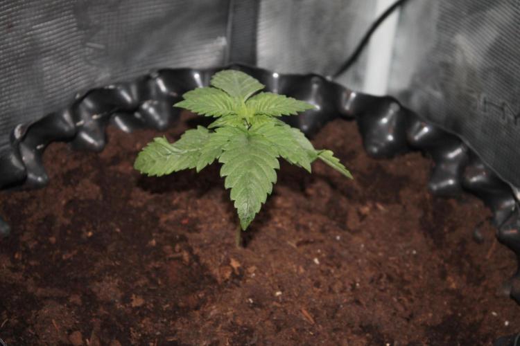 Frozen Black Cherry (Anesia Seeds). Week 2 - Day 14