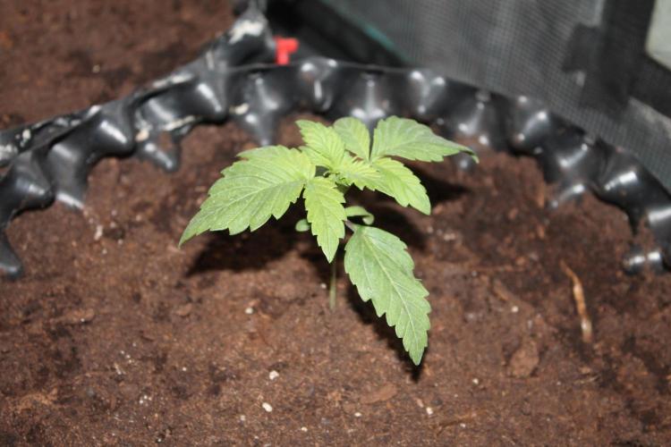 Frozen Black Cherry (Anesia Seeds). Week 2 - Day 14