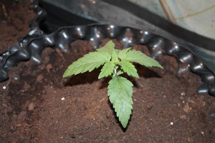 Frozen Black Cherry (Anesia Seeds). Week 2 - Day 14