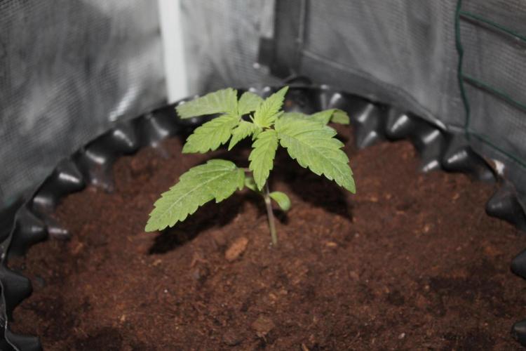 Frozen Black Cherry (Anesia Seeds). Week 2 - Day 14