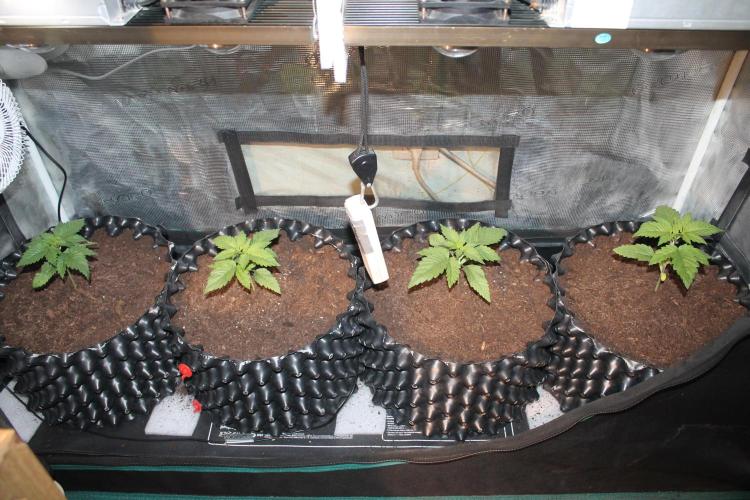 Frozen Black Cherry (Anesia Seeds). Week 3 - Day 17