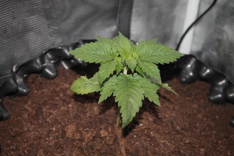 Frozen Black Cherry (Anesia Seeds). Week 3 - Day 17