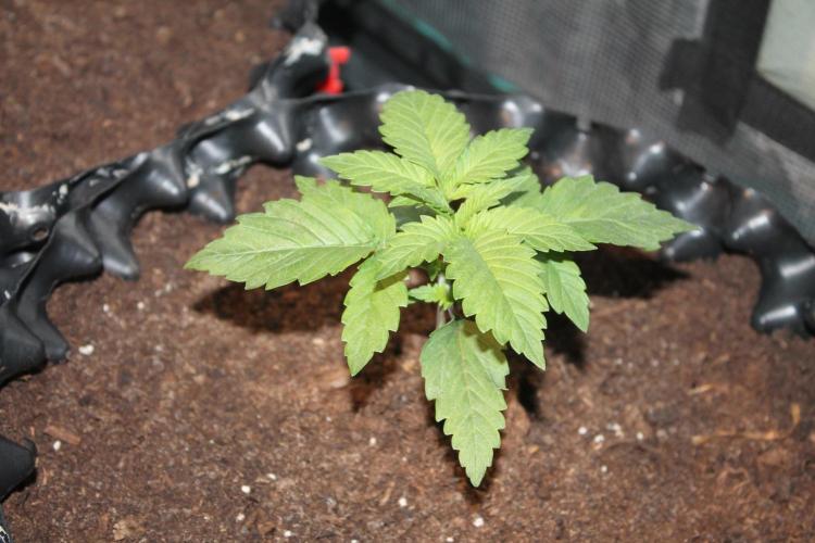 Frozen Black Cherry (Anesia Seeds). Week 3 - Day 17