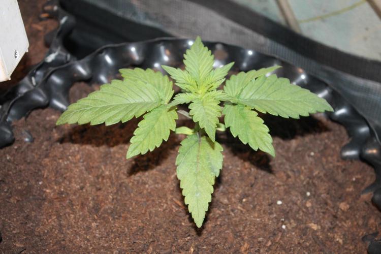 Frozen Black Cherry (Anesia Seeds). Week 3 - Day 17