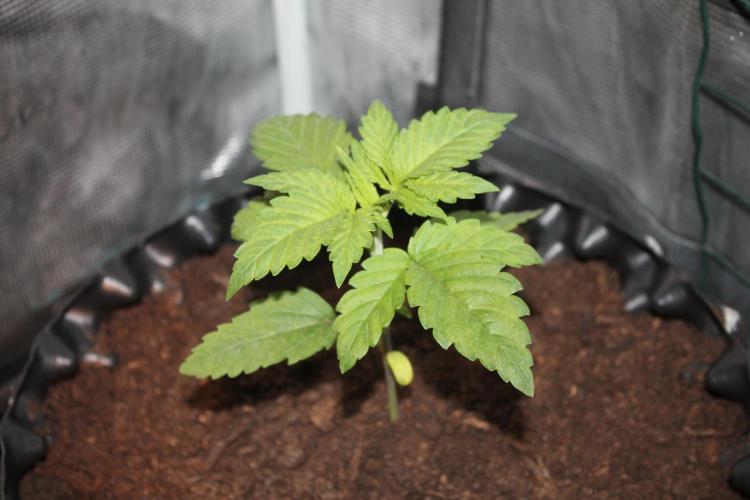 Frozen Black Cherry (Anesia Seeds). Week 3 - Day 17