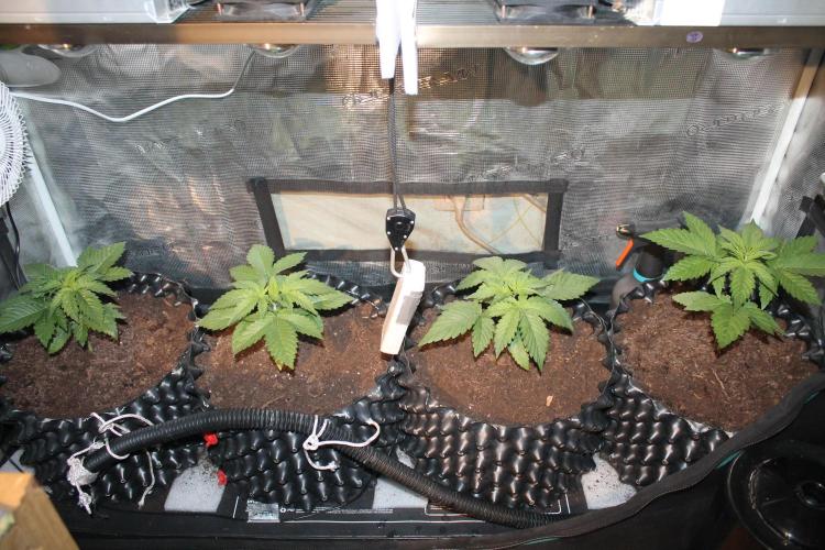 Frozen Black Cherry (Anesia Seeds). Week 3 - Day 21