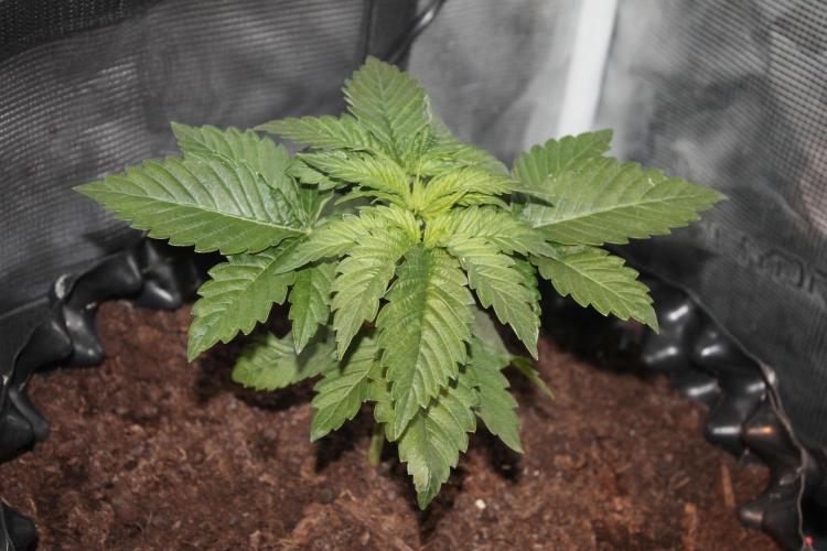 Frozen Black Cherry (Anesia Seeds). Week 3 - Day 21
