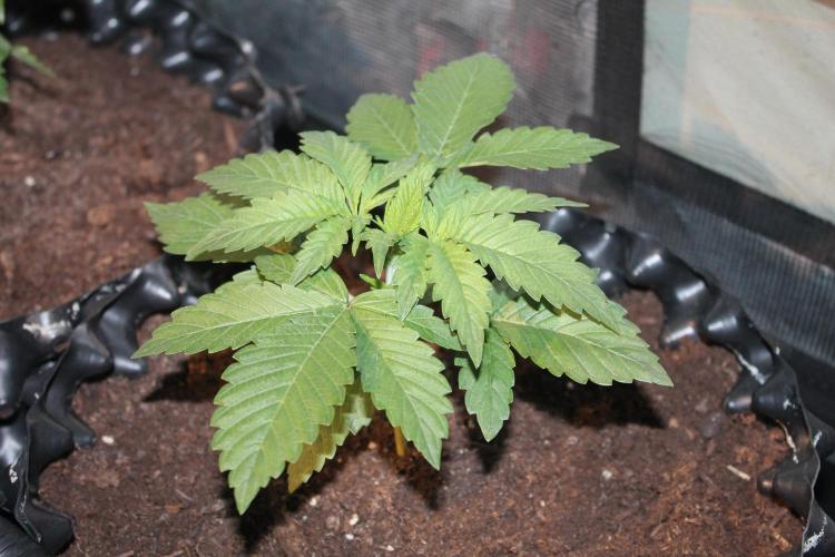 Frozen Black Cherry (Anesia Seeds). Week 3 - Day 21