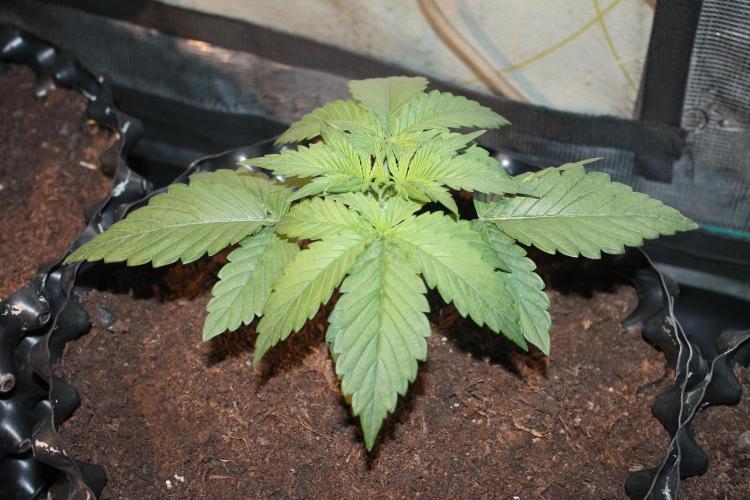 Frozen Black Cherry (Anesia Seeds). Week 3 - Day 21