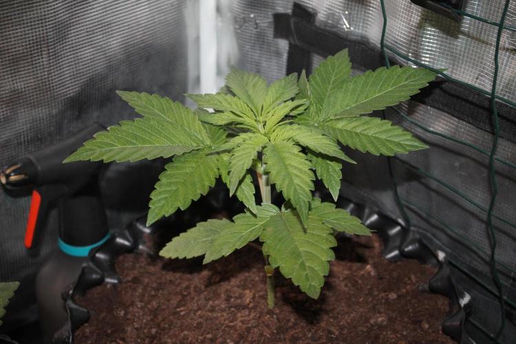 Frozen Black Cherry (Anesia Seeds). Week 3 - Day 21