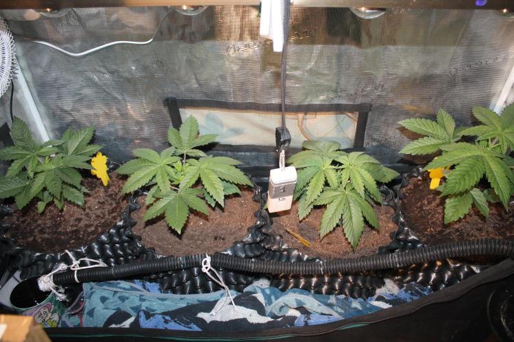 Frozen Black Cherry (Anesia Seeds). Week 4 - Day 24