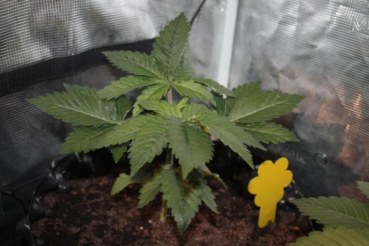 Frozen Black Cherry (Anesia Seeds). Week 4 - Day 24