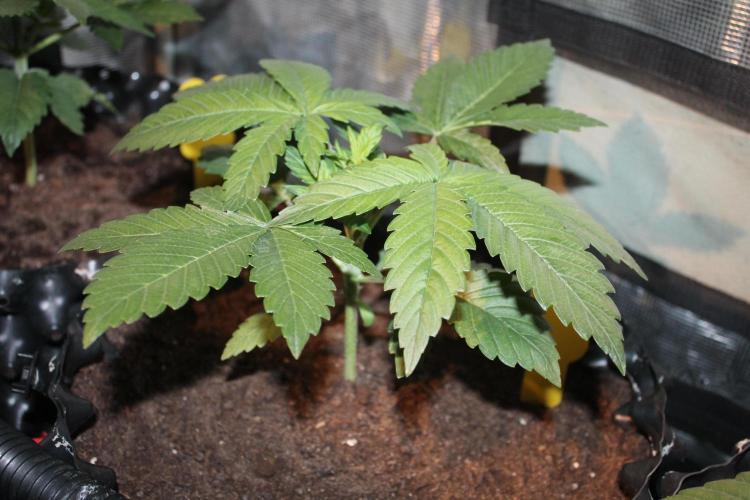 Frozen Black Cherry (Anesia Seeds). Week 4 - Day 24