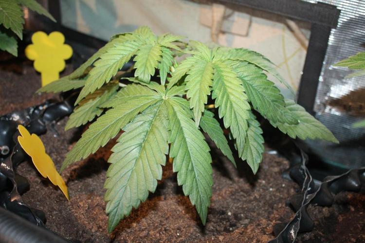 Frozen Black Cherry (Anesia Seeds). Week 4 - Day 24