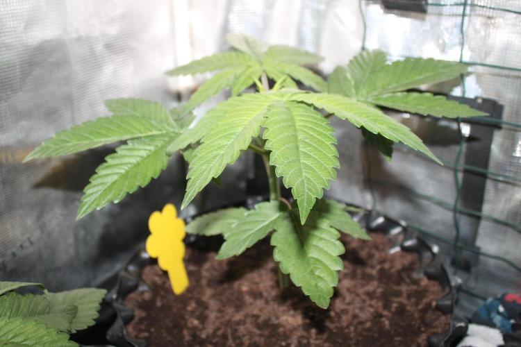 Frozen Black Cherry (Anesia Seeds). Week 4 - Day 24