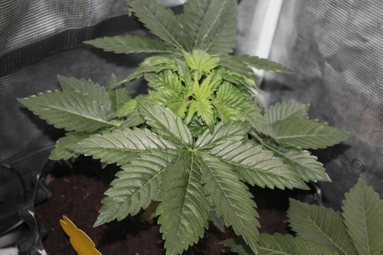 Frozen Black Cherry (Anesia Seeds). Week 4 - Day 28