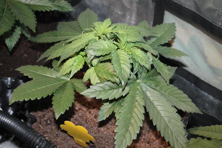 Frozen Black Cherry (Anesia Seeds). Week 4 - Day 28