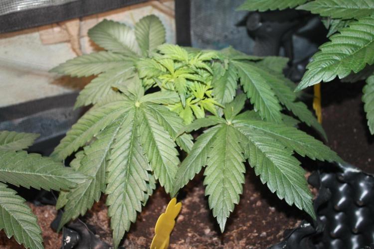 Frozen Black Cherry (Anesia Seeds). Week 4 - Day 28