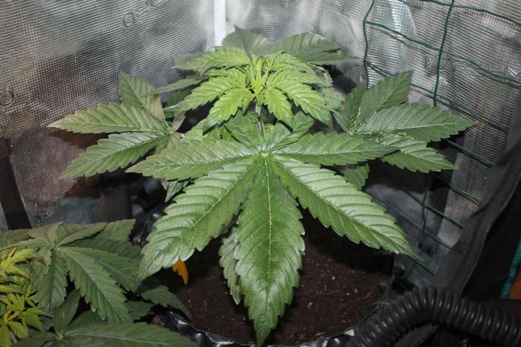 Frozen Black Cherry (Anesia Seeds). Week 4 - Day 28