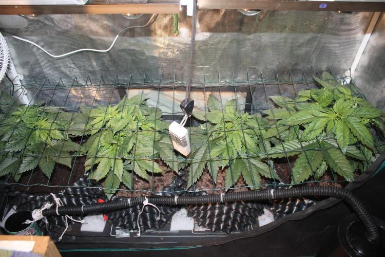 Frozen Black Cherry (Anesia Seeds). Week 5 - Day 31