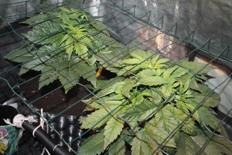 Frozen Black Cherry (Anesia Seeds). Week 5 - Day 31