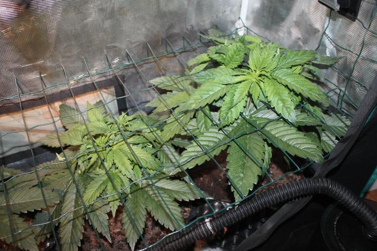 Frozen Black Cherry (Anesia Seeds). Week 5 - Day 31