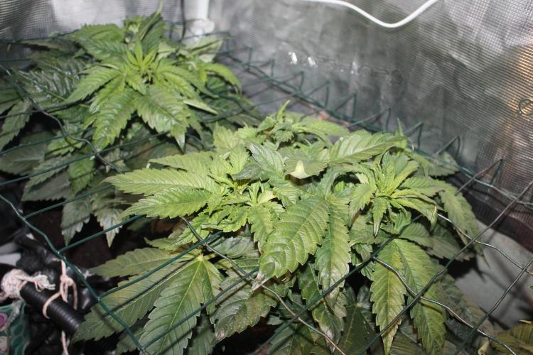 Frozen Black Cherry (Anesia Seeds). Week 5 - Day 34