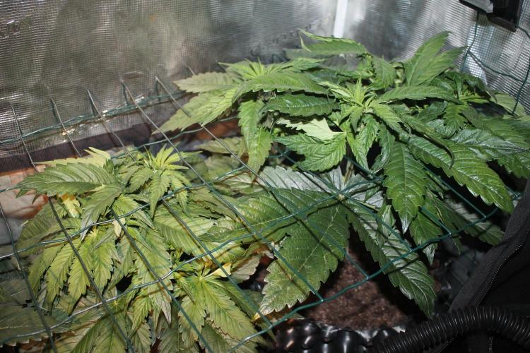 Frozen Black Cherry (Anesia Seeds). Week 5 - Day 34