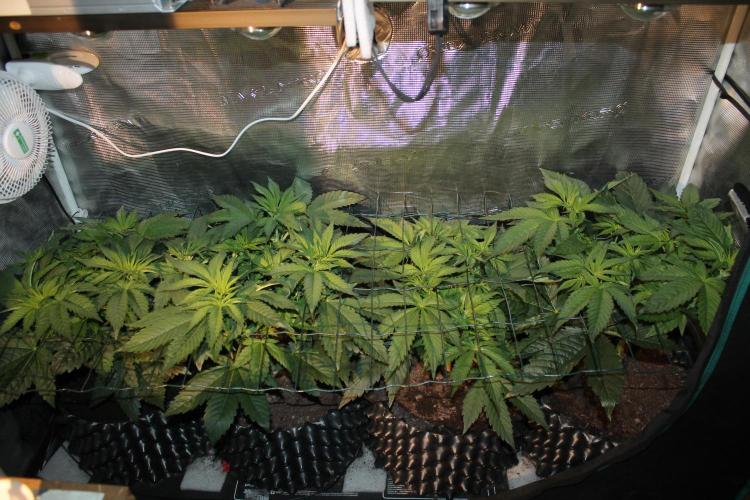 Frozen Black Cherry (Anesia Seeds). Week 6 - Day 37 - Day 3 on 12/12