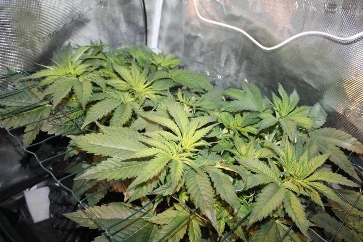 Frozen Black Cherry (Anesia Seeds). Week 6 - Day 37 - Day 3 on 12/12