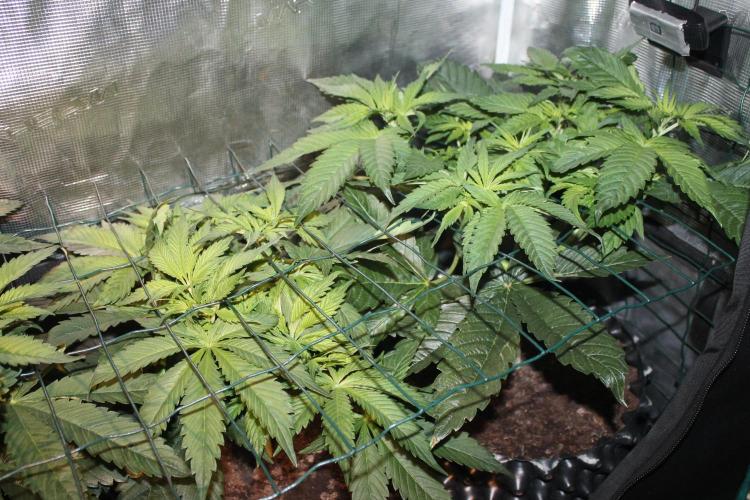 Frozen Black Cherry (Anesia Seeds). Week 6 - Day 37 - Day 3 on 12/12