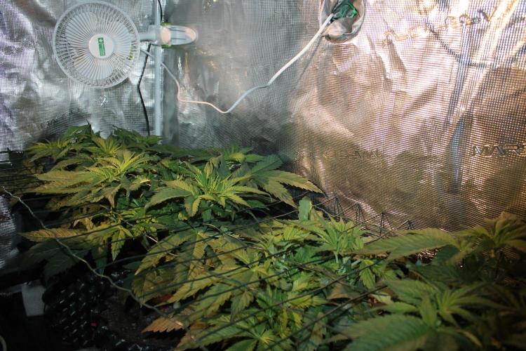 Frozen Black Cherry (Anesia Seeds). Week 6 - Day 37 - Day 3 on 12/12