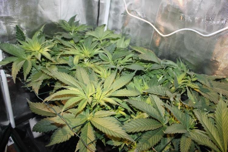 Frozen Black Cherry (Anesia Seeds). Week 6 - Day 41 - Day 7 on 12/12