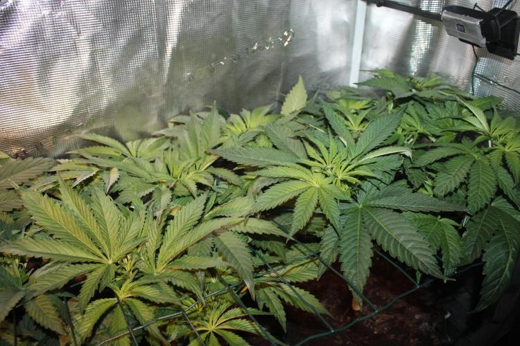 Frozen Black Cherry (Anesia Seeds). Week 6 - Day 41 - Day 7 on 12/12