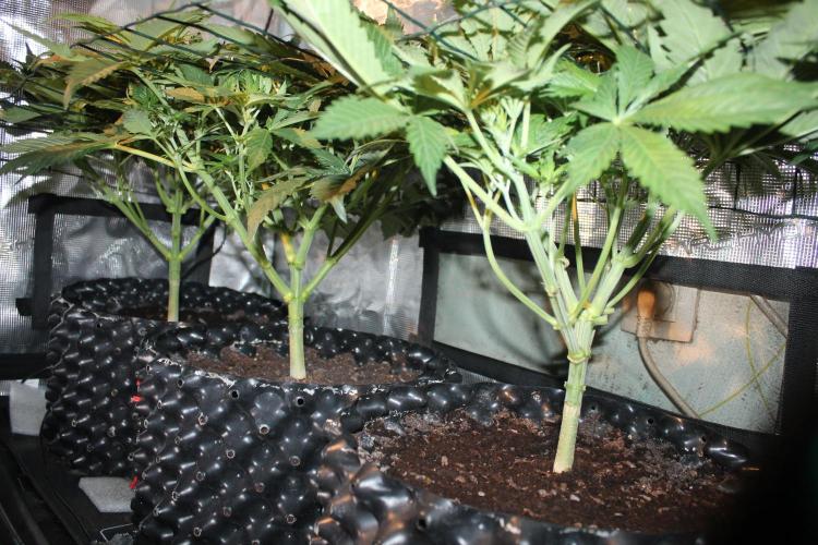 Frozen Black Cherry (Anesia Seeds). Week 6 - Day 41 - Day 7 on 12/12