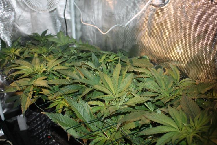 Frozen Black Cherry (Anesia Seeds). Week 6 - Day 41 - Day 7 on 12/12