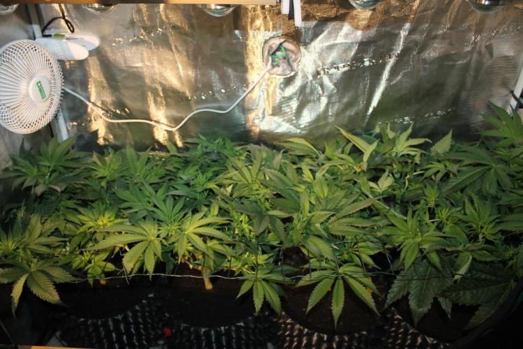 Frozen Black Cherry (Anesia Seeds). Week 7 - Day 44 - Day 10 on 12/12