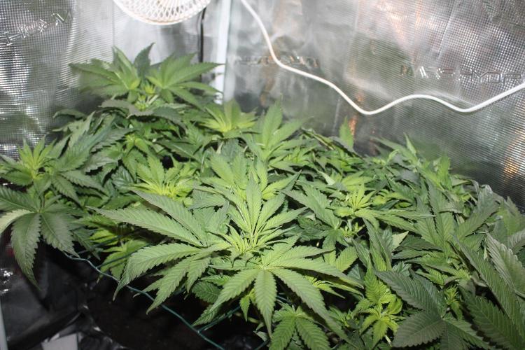 Frozen Black Cherry (Anesia Seeds). Week 7 - Day 44 - Day 10 on 12/12