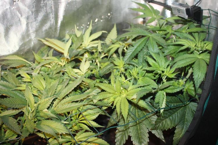 Frozen Black Cherry (Anesia Seeds). Week 7 - Day 44 - Day 10 on 12/12