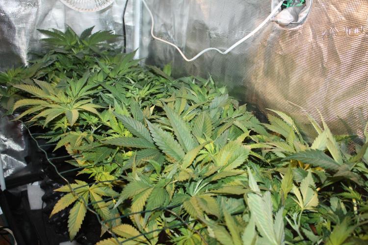 Frozen Black Cherry (Anesia Seeds). Week 7 - Day 44 - Day 10 on 12/12